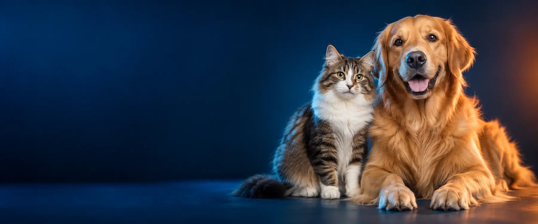 Cão e gato representando o cuidado do Plano Pet Petlove